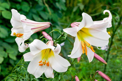 10 Regal Trumpet Lily (Lilium Regale) Seeds