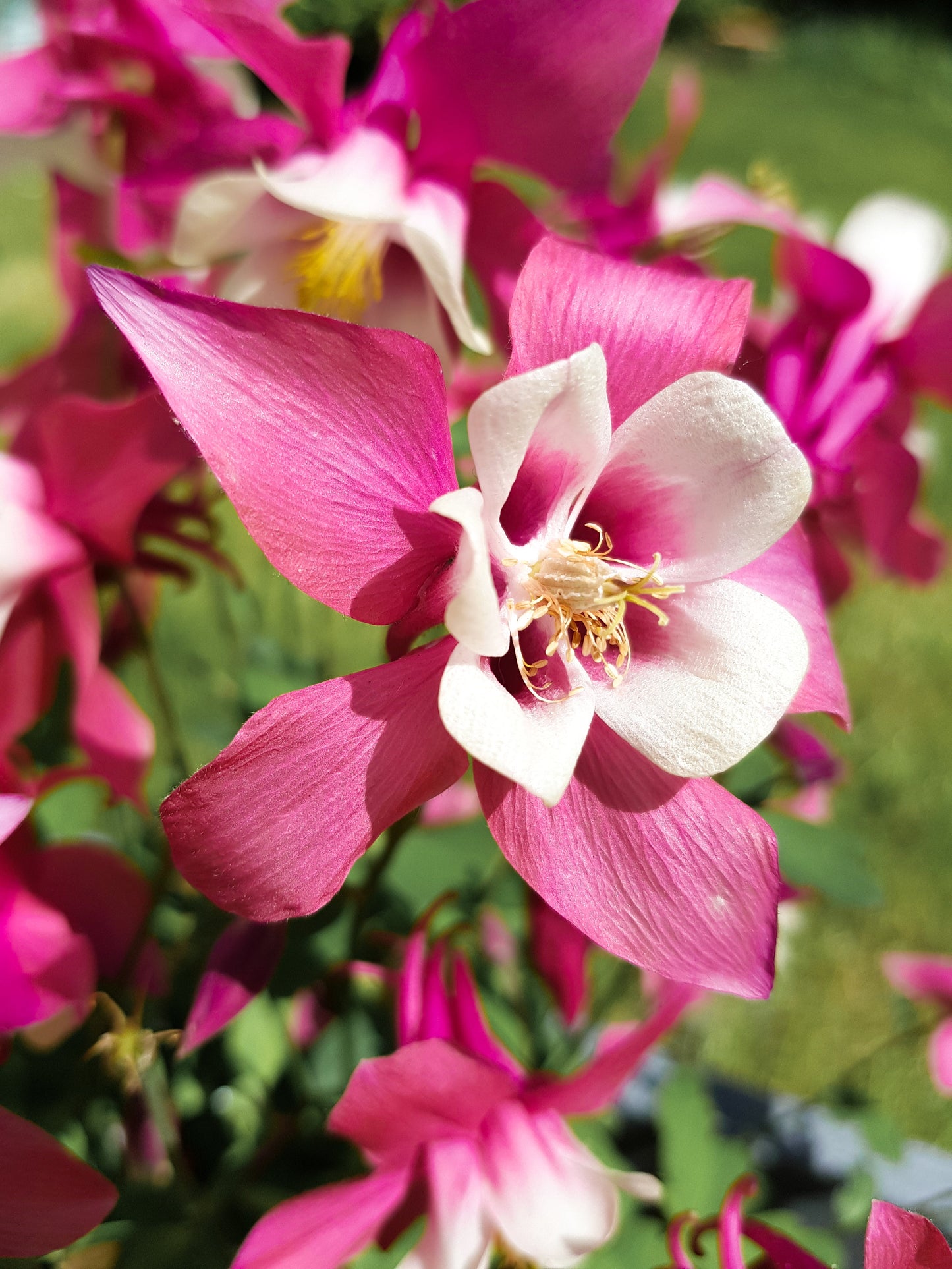 50 Rose Star Columbine (Aquilegia Caerulea) Seeds