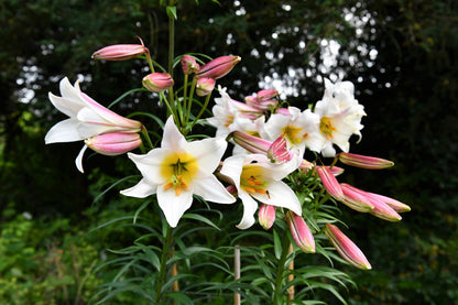 10 Regal Trumpet Lily (Lilium Regale) Seeds