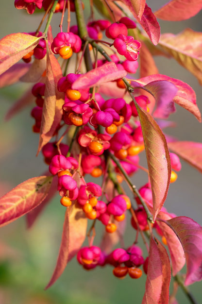 25 EUROPEAN SPINDLE TREE Euonymus Europaeus Spindletree Pink & Orange Flower Shrub Seeds