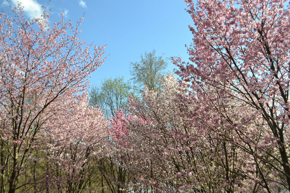 10 JapaneseMountain Cherry (Prunus Serrulata Spontanea) Seeds