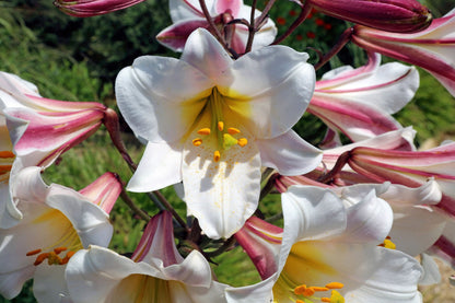 10 Regal Trumpet Lily (Lilium Regale) Seeds
