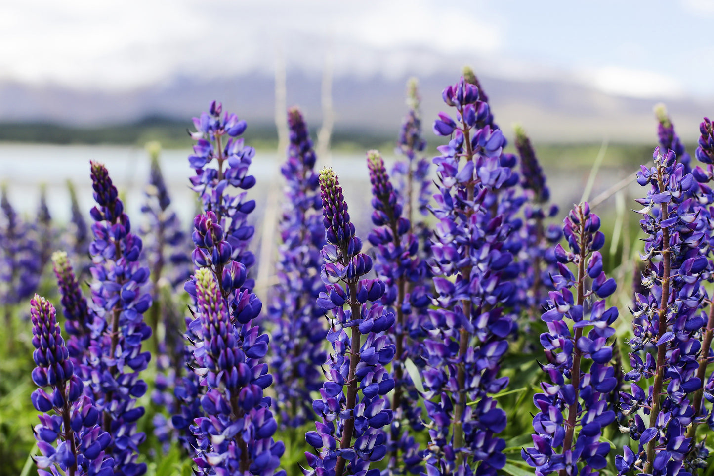 100 Perennial Lupine (Lupinus Perennis) Seeds