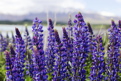 100 Perennial Lupine (Lupinus Perennis) Seeds
