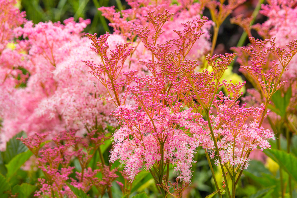 10 Meadowsweet (Filipendula Rubra) Seeds