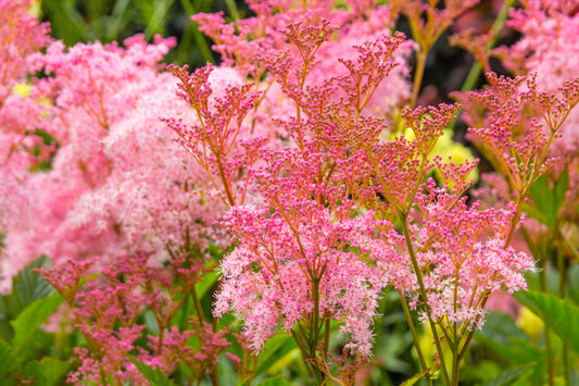 10 Meadowsweet (Filipendula Rubra) Seeds
