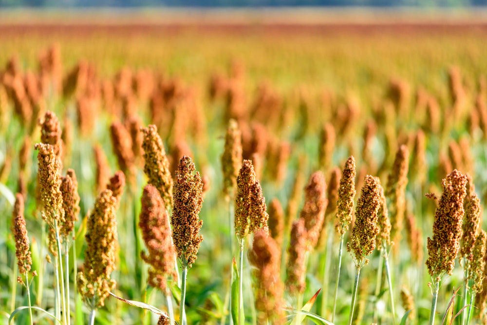 500 Browntop Millet (Urochloa Ramosa Panicum Brachiaria) Seeds