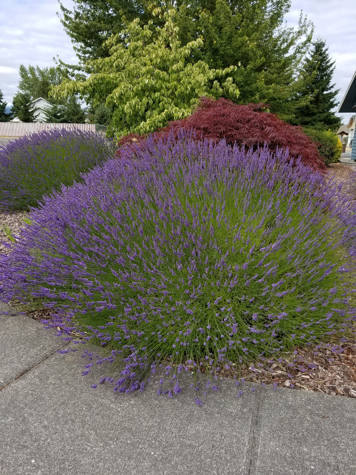 Grosso Lavender (Lavandula × intermedia) Live Plant