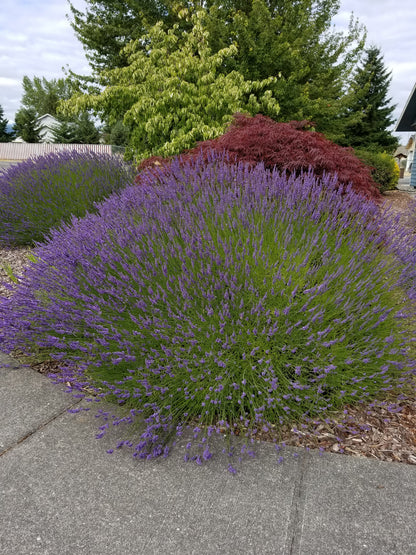 Grosso Lavender (Lavandula × intermedia) Live Plant