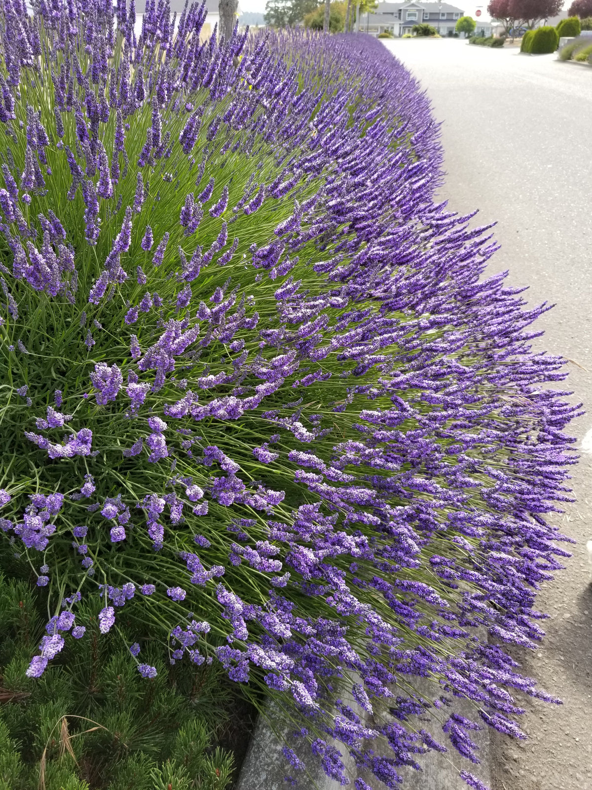 Grosso Lavender (Lavandula × intermedia) Live Plant