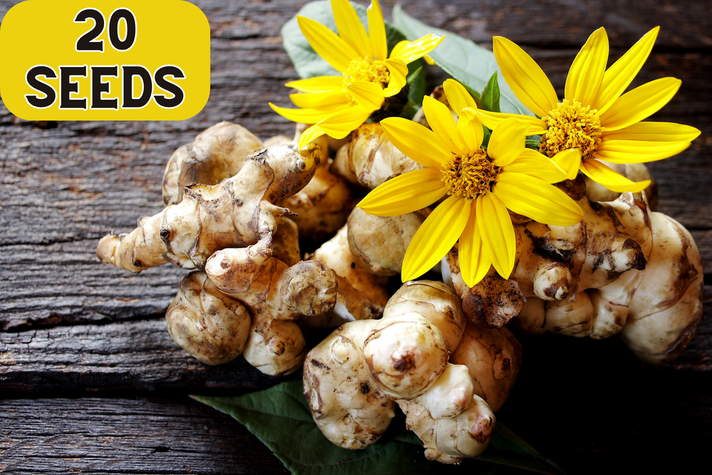 20 Jerusalem Artichoke/Sunchoke Sunroot (Helianthus Tuberosus) Seeds