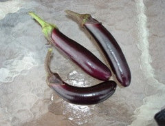 Eggplant-Shyamala