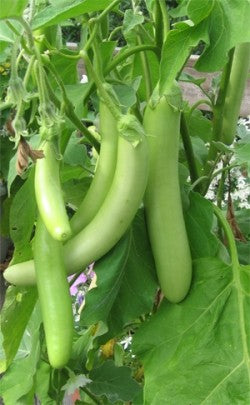 Eggplant-Hari