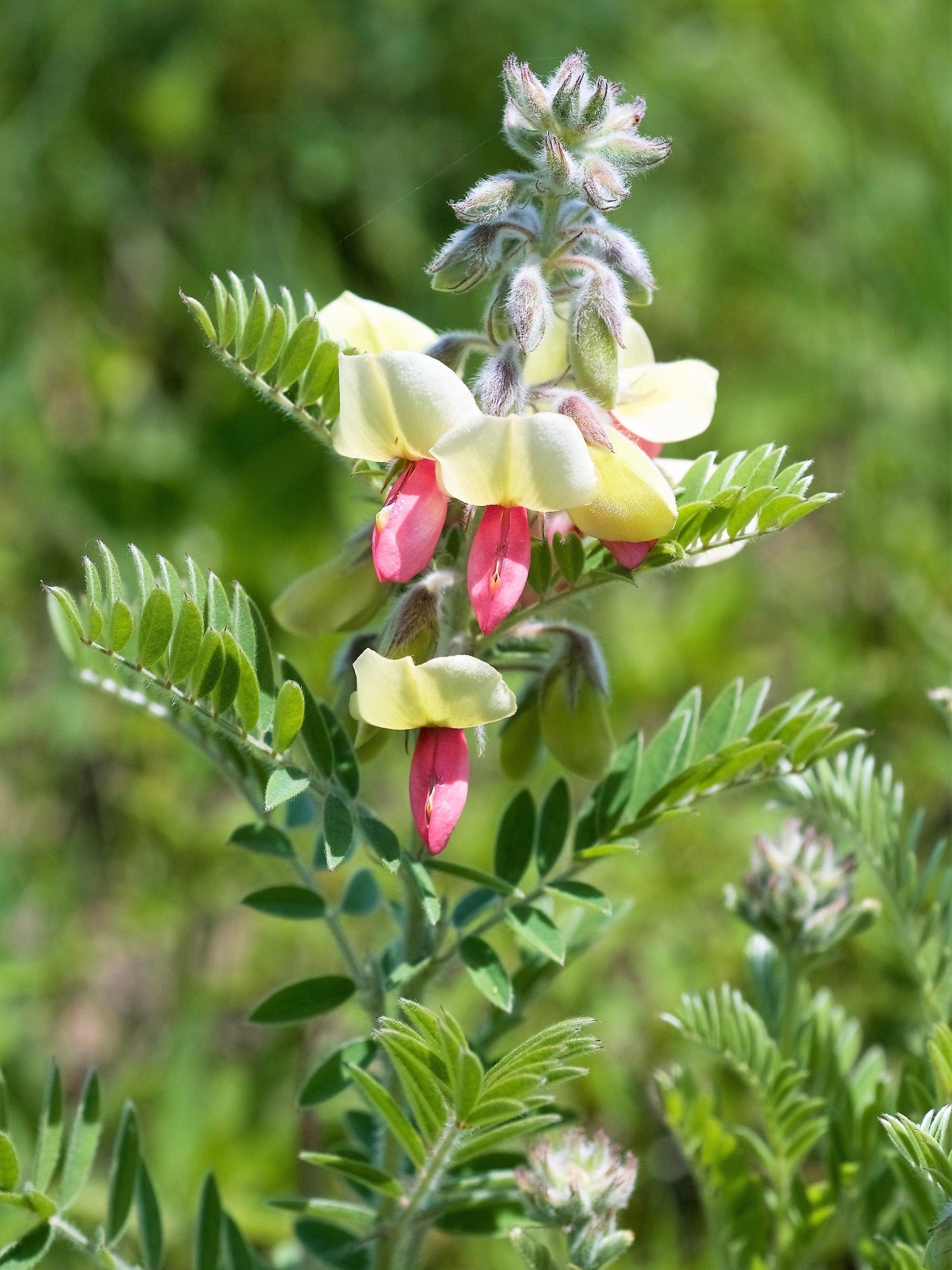 30 Goat's Rue (Tephrosia Virginiana Cracca) Seeds