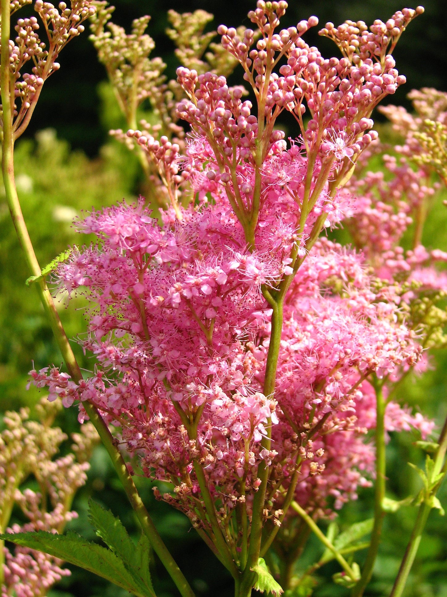 10 Meadowsweet (Filipendula Rubra) Seeds