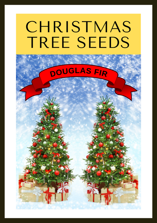 Douglas Fir Christmas Tree (Pseudotsuga menziesii) Seed Kit