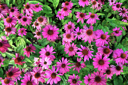 25 Echinacea Purpurea Bright Star Seeds