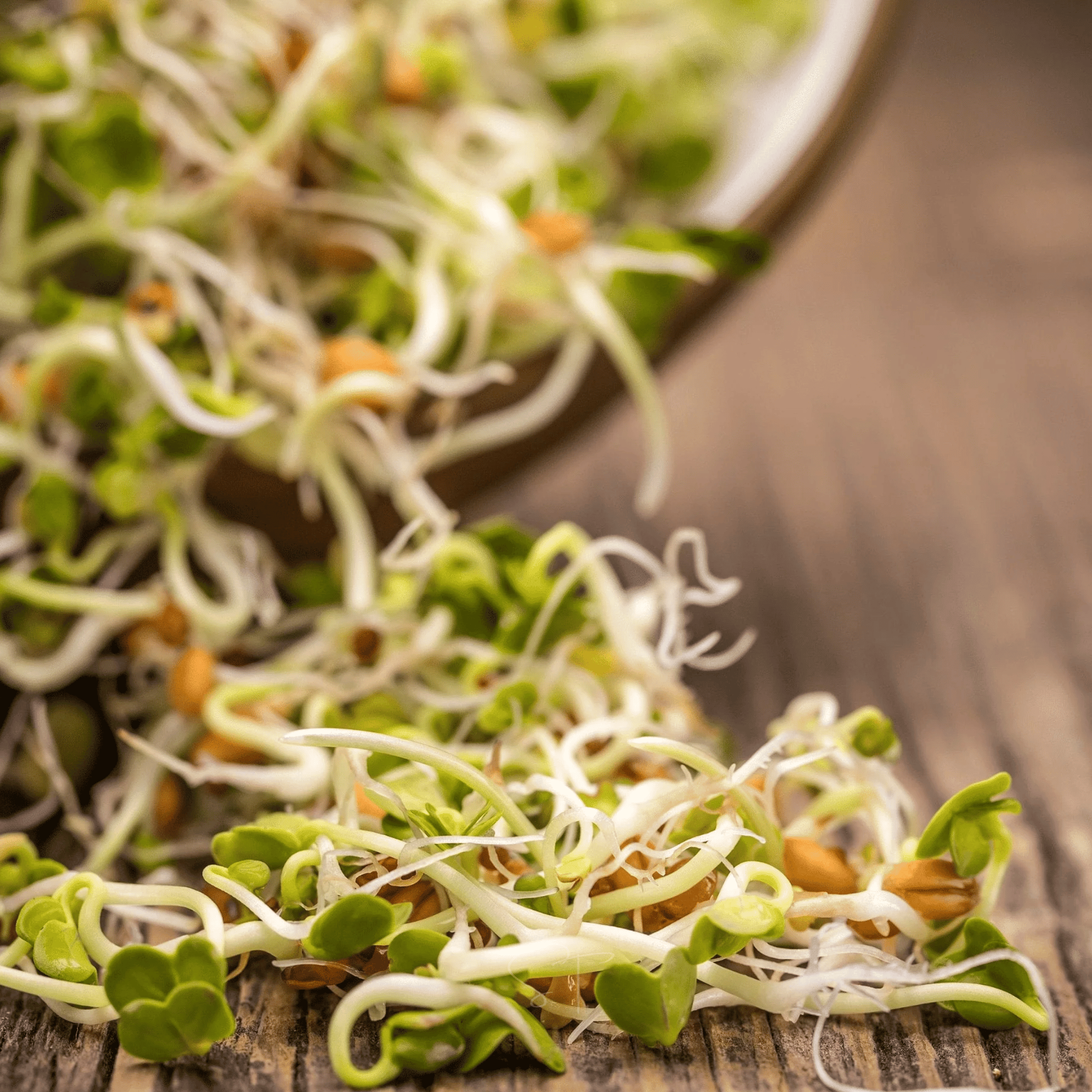 3 Part Sprout Mix – 1,000 Seeds – Haven Herbs