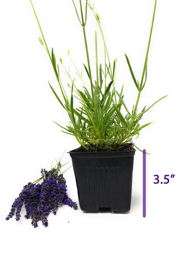 Provence Lavender (Lavandula × intermedia) Live Plant