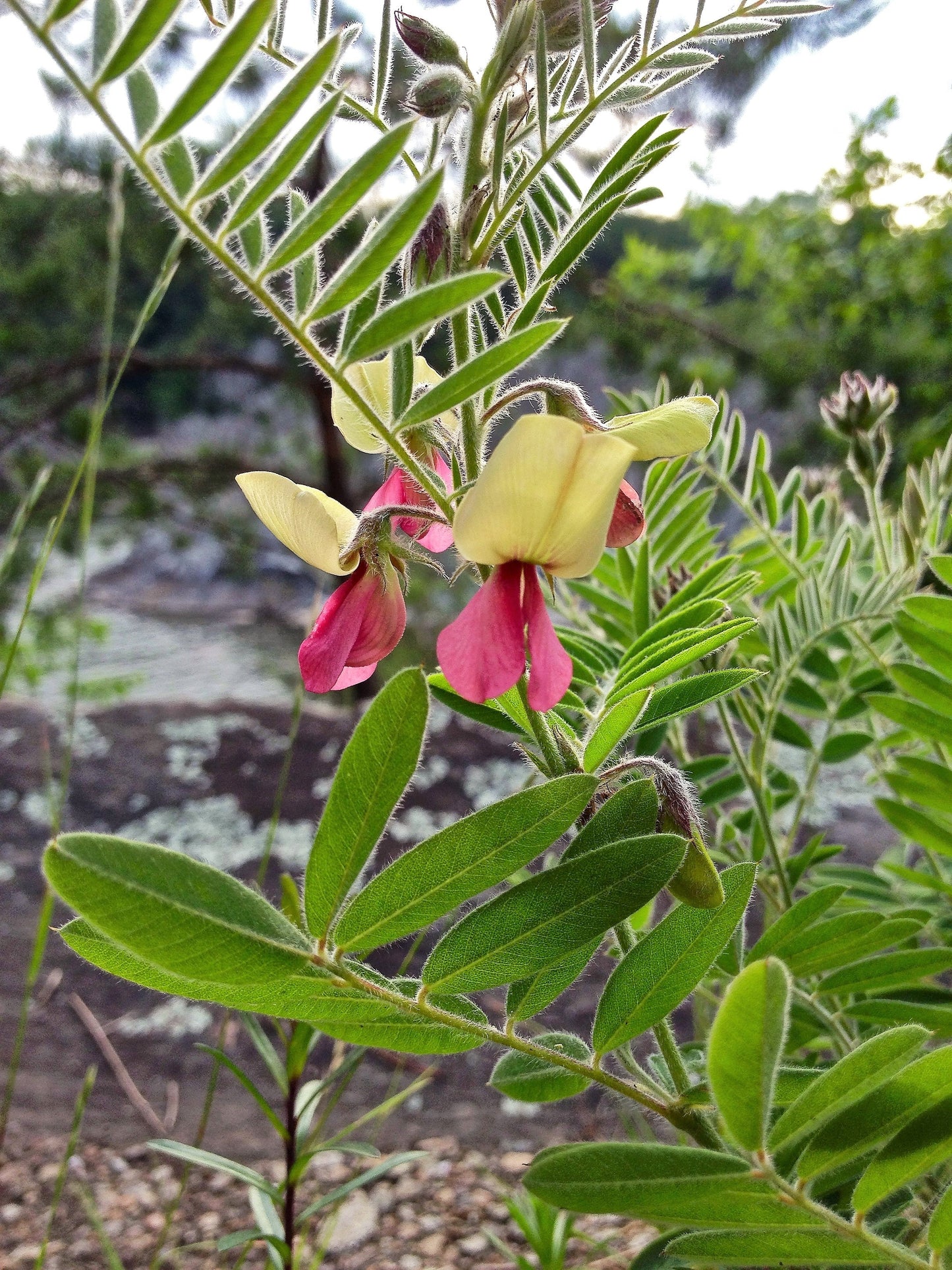 30 Goat's Rue (Tephrosia Virginiana Cracca) Seeds