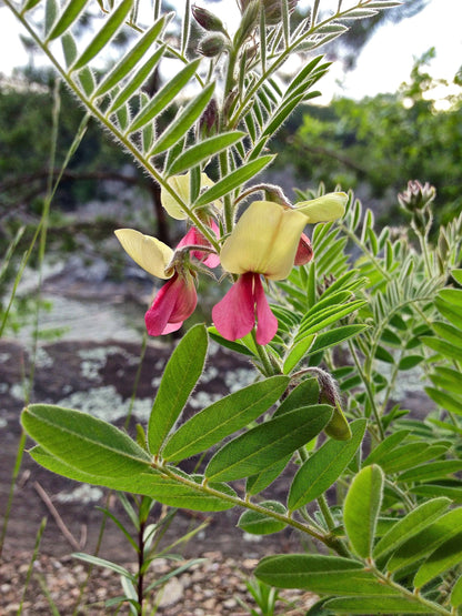 30 Goat's Rue (Tephrosia Virginiana Cracca) Seeds