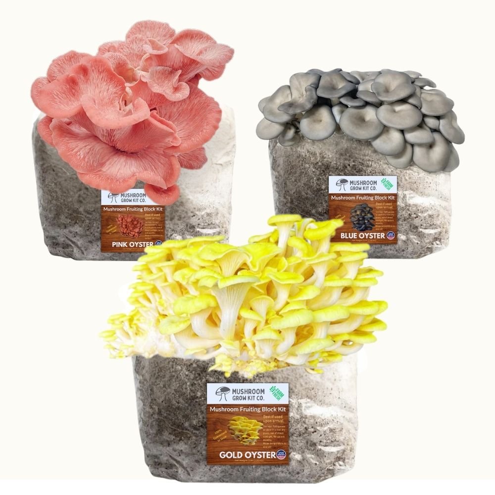 3 Pack - Gold, Pink, and Blue Oyster Mushroom Grow Kit Fruiting Block - 15 LBS