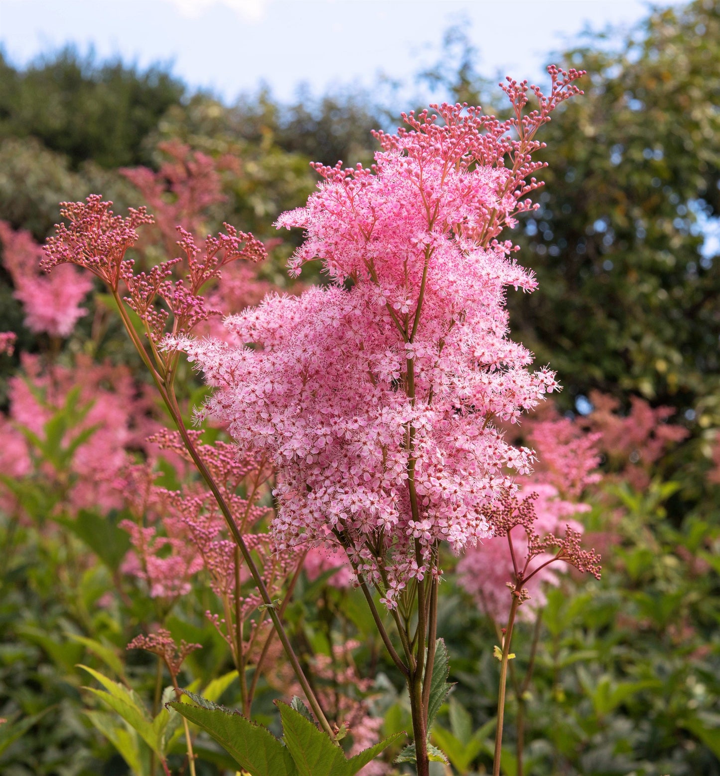 10 Meadowsweet (Filipendula Rubra) Seeds