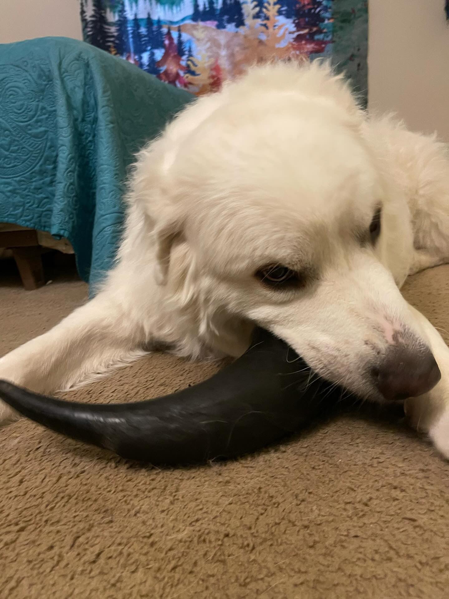 Bison Horn (Grass Fed & Finished)