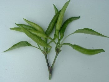 Hot Pepper-Phuljadi