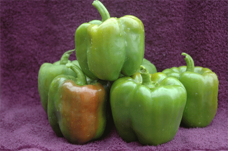Bell Pepper-Taza