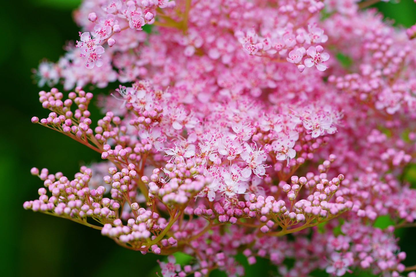 10 Meadowsweet (Filipendula Rubra) Seeds