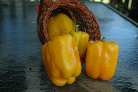 Bell Pepper-Sona