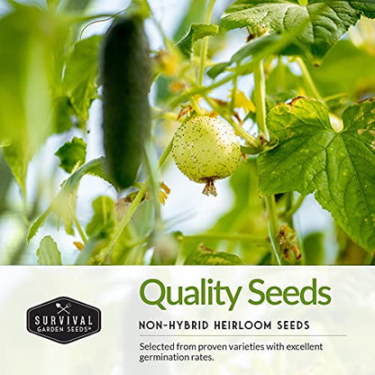 Cucumber Collection - Armenian, Beit Alpha, Lemon, National Pickling, & Spacemaster