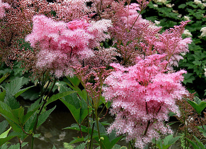 10 Meadowsweet (Filipendula Rubra) Seeds