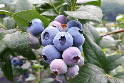 50 Southern Highbush Blueberry (Vaccinium Corymbosum) Seeds
