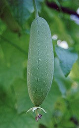 Sponge Gourd-Chickni (Luffa)