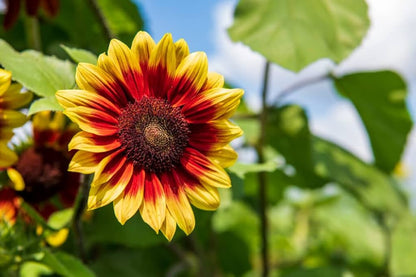 Yellow with Red Rings Sunflower Seeds