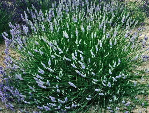 Provence Lavender (Lavandula × intermedia) Live Plant