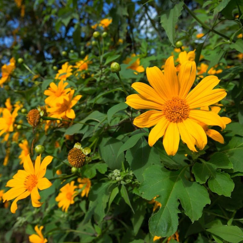 Yellow Mexican Sunflower Seeds, Tithonia Diversifolia, Perennial Flower Seeds to Attract Bees and Butterflies, Ideal for Ornamental Gardens, Beds, Patios