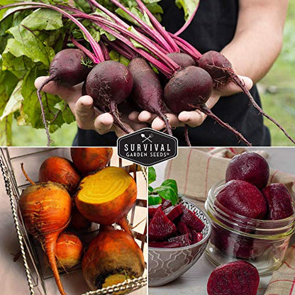 Beet Seed Collection – Cylindra, Ruby Queen, Detroit Dark Red & Golden Beets