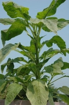 Amaranthus-Callaloo
