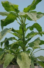 Amaranthus-Callaloo