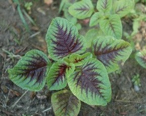 Amaranthus-Amar
