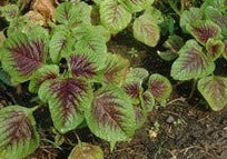 Amaranthus-Amar