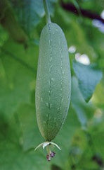 Sponge Gourd-Chickni (Luffa)