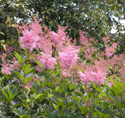 10 Meadowsweet (Filipendula Rubra) Seeds