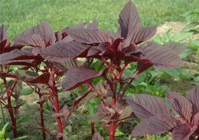 Amaranthus-Lalit