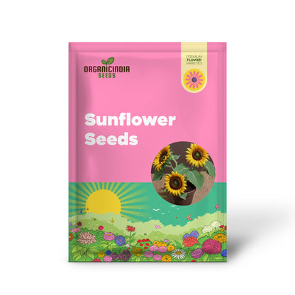 Brown Sunflower Seeds