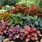 Mixed Hosta & Lily Perennial Flower Seeds
