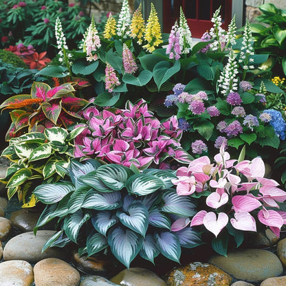 Mixed Hosta & Lily Perennial Flower Seeds